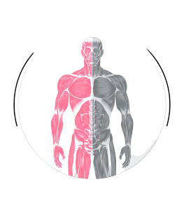 Muscular Anatomy Illustration V2 Vinyl Car Decal Sticker – Waterproof & UV-Resistant 3.8933333333333335"