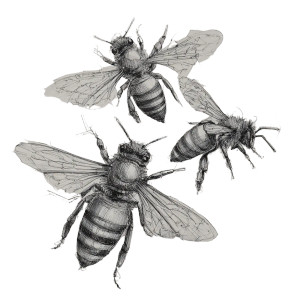 Anatomically Correct Bees Vinyl Car Decal Sticker – Waterproof & UV-Resistant 3.4133333333333336" Anatomically Correct Bees Vinyl Car Decal Sticker – Waterproof & UV-Resistant 3.4133333333333336"