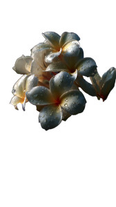 Realistic Champaca Bouquet Vinyl Car Decal Sticker – Waterproof & UV-Resistant 9.706666666666667"