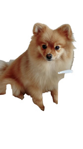 Fluffy Pomeranian Grooming Vinyl Car Decal Sticker – Waterproof & UV-Resistant 9.706666666666667"