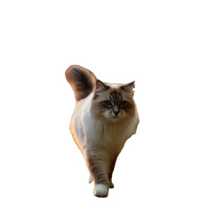 Majestic Ragdoll Cat V2 Vinyl Car Decal Sticker – Waterproof & UV-Resistant 6.826666666666667" Majestic Ragdoll Cat V2 Vinyl Car Decal Sticker – Waterproof & UV-Resistant 6.826666666666667"