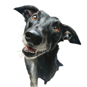 Happy Greyhound Portrait Vinyl Car Decal Sticker – Waterproof & UV-Resistant 3.4133333333333336"