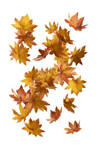 Floating Maple Leaves Vinyl Car Decal Sticker – Waterproof & UV-Resistant 8.96"