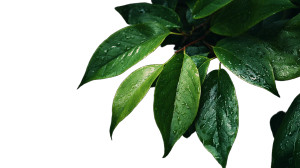 Green Leaves V4 Vinyl Car Decal Sticker – Waterproof & UV-Resistant 2.72"