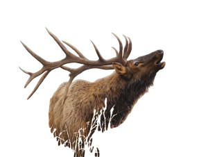 Bugling Bull Elk V2 Vinyl Car Decal Sticker – Waterproof & UV-Resistant 6.1866666666666665"