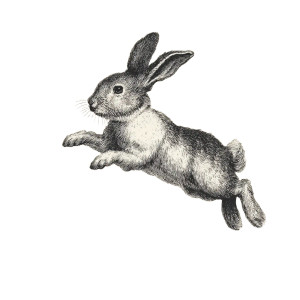 Vintage Bunny Jump Vinyl Car Decal Sticker – Waterproof & UV-Resistant 6.826666666666667"