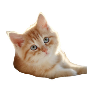 Fluffy Kitten Magic Vinyl Car Decal Sticker – Waterproof & UV-Resistant 6.826666666666667"