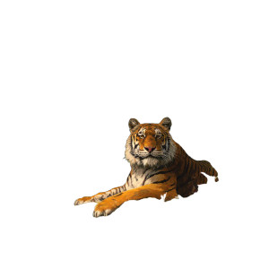 Majestic Tiger Resting V2 Vinyl Car Decal Sticker – Waterproof & UV-Resistant 3.4133333333333336" Majestic Tiger Resting V2 Vinyl Car Decal Sticker – Waterproof & UV-Resistant 3.4133333333333336"