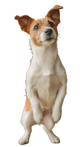 Curious Jack Russell Vinyl Car Decal Sticker – Waterproof & UV-Resistant 9.706666666666667"