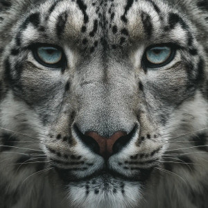 Snow Leopard Face Vinyl Car Decal Sticker – Waterproof & UV-Resistant 3.4133333333333336"