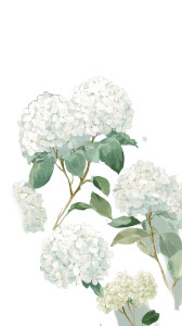 White Hydrangeas Vinyl Car Decal Sticker – Waterproof & UV-Resistant 9.706666666666667"