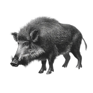 Wild Boar Engraving Vinyl Car Decal Sticker – Waterproof & UV-Resistant 6.826666666666667" Wild Boar Engraving Vinyl Car Decal Sticker – Waterproof & UV-Resistant 6.826666666666667"