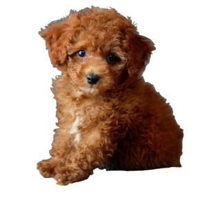 Reddish Brown Poodle Vinyl Car Decal Sticker – Waterproof & UV-Resistant 3.4133333333333336"