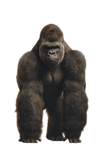 Photorealistic Gorilla V2 Vinyl Car Decal Sticker – Waterproof & UV-Resistant 4.4