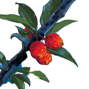 Aratiles Fruit Vinyl Car Decal Sticker – Waterproof & UV-Resistant 3.4133333333333336"