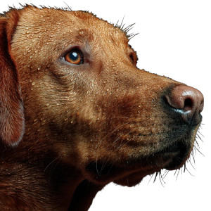 Proud Labrador Portrait Vinyl Car Decal Sticker – Waterproof & UV-Resistant 3.4133333333333336" Proud Labrador Portrait Vinyl Car Decal Sticker – Waterproof & UV-Resistant 3.4133333333333336"