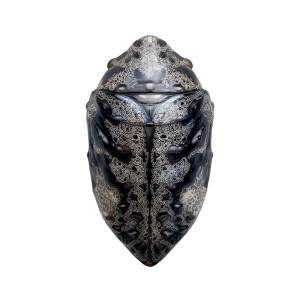 Iridescent Butterfly Chrysalis V3 Vinyl Car Decal Sticker – Waterproof & UV-Resistant 3.4133333333333336"