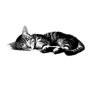 Sleeping Tabby Cat V14 Vinyl Car Decal Sticker – Waterproof & UV-Resistant 6.826666666666667"