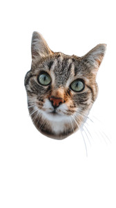 Snowy Cat Portrait Vinyl Car Decal Sticker – Waterproof & UV-Resistant 4.8533333333333335"