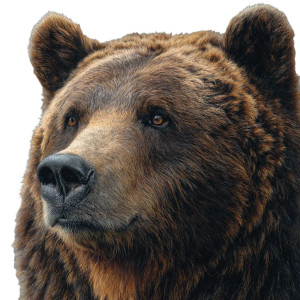 Realistic Bear V3 Vinyl Car Decal Sticker – Waterproof & UV-Resistant 3.4133333333333336"