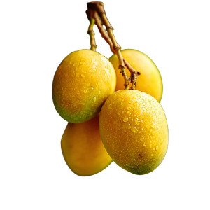 Mango On Tree Vinyl Car Decal Sticker – Waterproof & UV-Resistant 6.826666666666667"