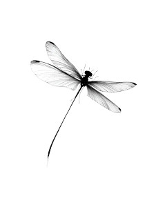 Slender Dragonfly Drawing Vinyl Car Decal Sticker – Waterproof & UV-Resistant 4.1066666666666665"