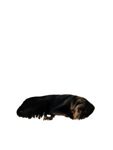 Sleeping Labrador V4 Vinyl Car Decal Sticker – Waterproof & UV-Resistant 8.213333333333333"