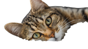 Cute Cat V84 Vinyl Car Decal Sticker – Waterproof & UV-Resistant 2.72"