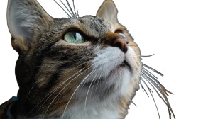 A Cat V8 Vinyl Car Decal Sticker – Waterproof & UV-Resistant 5.4