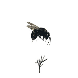 Pollinator Death Vinyl Car Decal Sticker – Waterproof & UV-Resistant 3.4133333333333336"