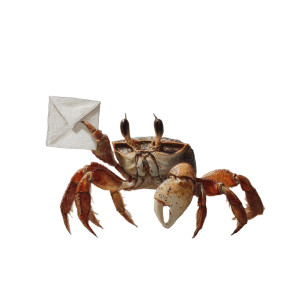 Crab With Paper Vinyl Car Decal Sticker – Waterproof & UV-Resistant 3.4133333333333336"