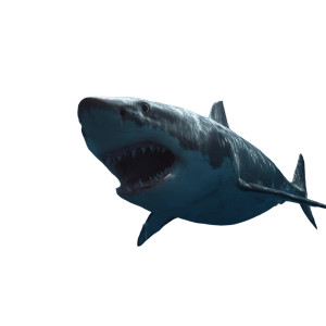 Shark Chasing Tuna Vinyl Car Decal Sticker – Waterproof & UV-Resistant 3.4133333333333336" Shark Chasing Tuna Vinyl Car Decal Sticker – Waterproof & UV-Resistant 3.4133333333333336"