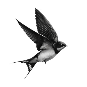 Flying Swallow Drawing Vinyl Car Decal Sticker – Waterproof & UV-Resistant 6.826666666666667" Flying Swallow Drawing Vinyl Car Decal Sticker – Waterproof & UV-Resistant 6.826666666666667"