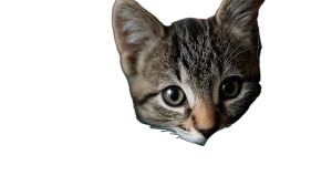 Kitten'S Affection Vinyl Car Decal Sticker – Waterproof & UV-Resistant 5.4