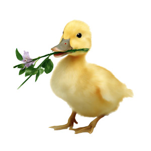 Sweet Yellow Duckling Vinyl Car Decal Sticker – Waterproof & UV-Resistant 6.826666666666667"