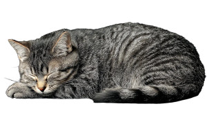 Sleeping Cat V29 Vinyl Car Decal Sticker – Waterproof & UV-Resistant 2.72"