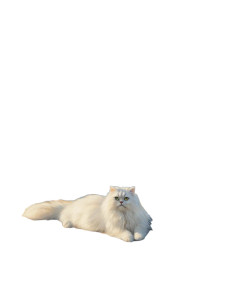 Persian Cat Serenity Vinyl Car Decal Sticker – Waterproof & UV-Resistant 8.213333333333333"