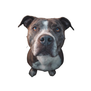 Micro Pit Bull Vinyl Car Decal Sticker – Waterproof & UV-Resistant 3.4133333333333336"