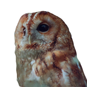 Tawny Owl Mandala Vinyl Car Decal Sticker – Waterproof & UV-Resistant 6.826666666666667"