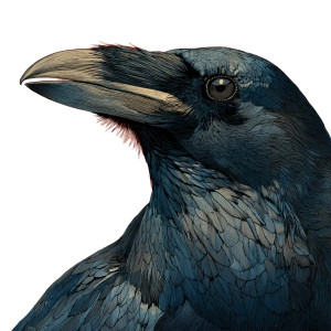 Raven Artwork Vinyl Car Decal Sticker – Waterproof & UV-Resistant 3.4133333333333336"