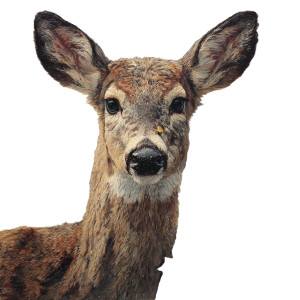 Elegant Christmas Deer Vinyl Car Decal Sticker – Waterproof & UV-Resistant 3.4133333333333336"