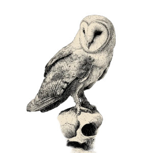 Mystical Owl Ritual Vinyl Car Decal Sticker – Waterproof & UV-Resistant 3.4133333333333336" Mystical Owl Ritual Vinyl Car Decal Sticker – Waterproof & UV-Resistant 3.4133333333333336"