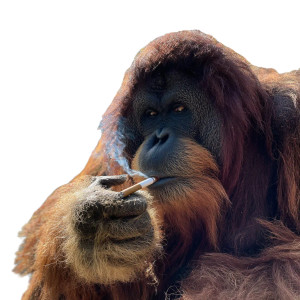 Smoking Orangutan V2 Vinyl Car Decal Sticker – Waterproof & UV-Resistant 3.4133333333333336" Smoking Orangutan V2 Vinyl Car Decal Sticker – Waterproof & UV-Resistant 3.4133333333333336"