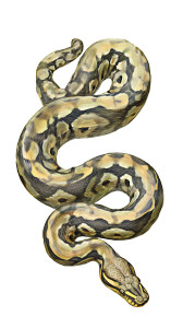 Python Illustration Vinyl Car Decal Sticker – Waterproof & UV-Resistant 9.706666666666667"