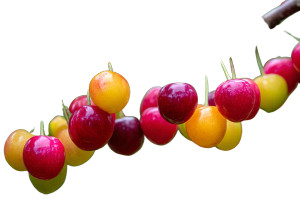Cherry Branches Ripeness Vinyl Car Decal Sticker – Waterproof & UV-Resistant 2.986666666666667"