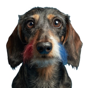 Patriotic Dachshund V3 Vinyl Car Decal Sticker – Waterproof & UV-Resistant 3.4133333333333336"