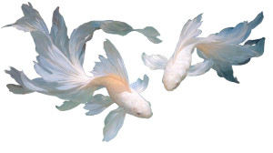 Mystical Fish Dance Vinyl Car Decal Sticker – Waterproof & UV-Resistant 5.4