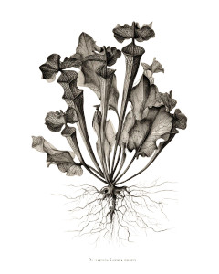 Botanical Illustration V12 Vinyl Car Decal Sticker – Waterproof & UV-Resistant 8.0"