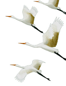 White Cranes Flying V6 Vinyl Car Decal Sticker – Waterproof & UV-Resistant 4.16"