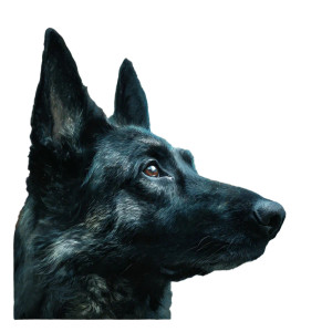Galaxy Shepherd Vinyl Car Decal Sticker – Waterproof & UV-Resistant 3.4133333333333336"